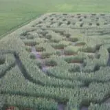 Frankenmuth Corn Maze photo