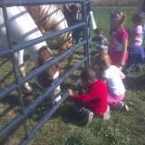 Frankenmuth Corn Maze photo