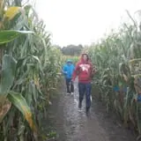 Frankenmuth Corn Maze photo