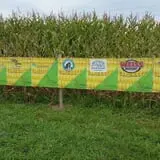 Frankenmuth Corn Maze photo