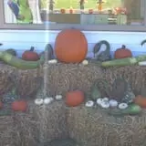 Frankenmuth Corn Maze photo