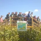 Frankenmuth Corn Maze photo