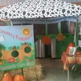 Frankenmuth Corn Maze photo