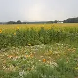 Frankenmuth Corn Maze photo