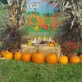 Frankenmuth Corn Maze photo