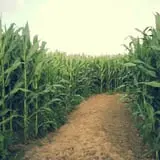 Frankenmuth Corn Maze photo