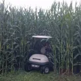 Frankenmuth Corn Maze photo