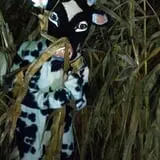 Frankenmuth Corn Maze photo