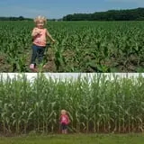 Frankenmuth Corn Maze photo