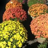 Andy T's Farm Market photo