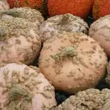 Andy T's Farm Market photo