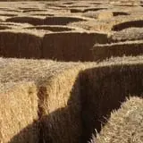 Larsen's Maze photo