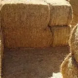 Larsen's Maze photo