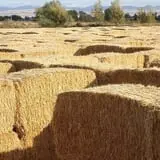 Larsen's Maze photo
