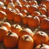 Ritter's Cider Mill photo