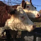 Ritter's Cider Mill photo