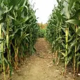 Ritter's Cider Mill photo