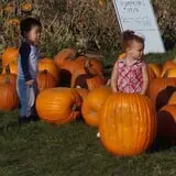 Pumpkin Patch