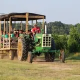 Elgin Christmas Tree Farm Pumpkin Festival photo