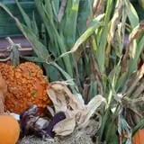 Elgin Christmas Tree Farm Pumpkin Festival photo