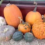 Elgin Christmas Tree Farm Pumpkin Festival photo