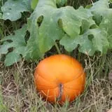 Elgin Christmas Tree Farm Pumpkin Festival photo