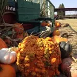 Elgin Christmas Tree Farm Pumpkin Festival photo