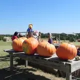 Elgin Christmas Tree Farm Pumpkin Festival photo