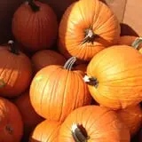 Elgin Christmas Tree Farm Pumpkin Festival photo