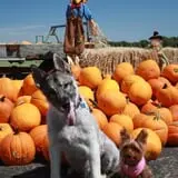 Elgin Christmas Tree Farm Pumpkin Festival photo