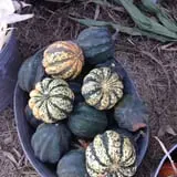 Elgin Christmas Tree Farm Pumpkin Festival photo