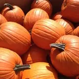 Elgin Christmas Tree Farm Pumpkin Festival photo