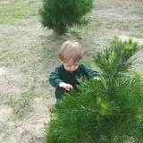 Elgin Christmas Tree Farm Pumpkin Festival photo