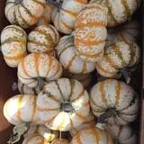 Elgin Christmas Tree Farm Pumpkin Festival photo