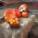 Elgin Christmas Tree Farm Pumpkin Festival photo