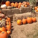 Elgin Christmas Tree Farm Pumpkin Festival photo