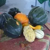 Elgin Christmas Tree Farm Pumpkin Festival photo