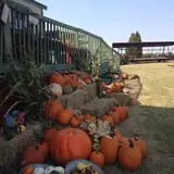 Elgin Christmas Tree Farm Pumpkin Festival photo