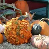 Elgin Christmas Tree Farm Pumpkin Festival photo