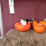 Elgin Christmas Tree Farm Pumpkin Festival photo