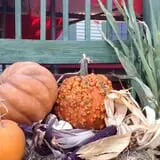 Elgin Christmas Tree Farm Pumpkin Festival photo