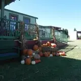 Elgin Christmas Tree Farm Pumpkin Festival photo