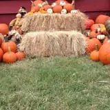 Elgin Christmas Tree Farm Pumpkin Festival photo
