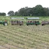 Elgin Christmas Tree Farm Pumpkin Festival photo