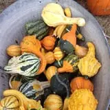 Elgin Christmas Tree Farm Pumpkin Festival photo