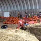 Elgin Christmas Tree Farm Pumpkin Festival photo