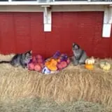 Elgin Christmas Tree Farm Pumpkin Festival photo