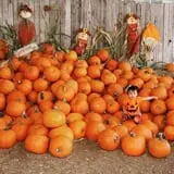 Elgin Christmas Tree Farm Pumpkin Festival photo