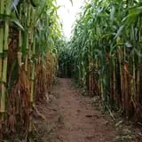 Applewald Farm photo