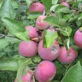 Applewald Farm photo